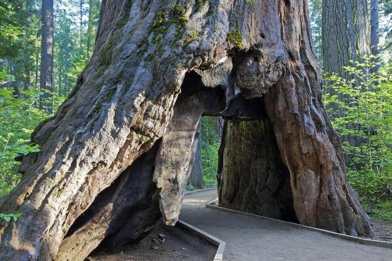 Lakeside Bls Retreat Near Big Trees & Bear Valley Vila Arnold Exterior foto